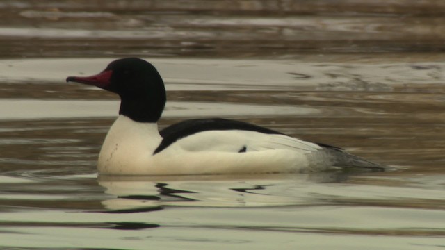 Common Merganser (North American) - ML484395