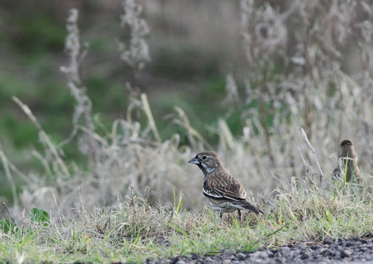 Lark Bunting - ML48439511