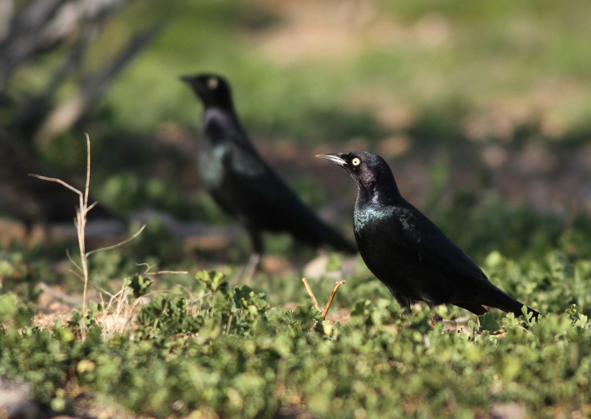 Brewer's Blackbird - ML48439541