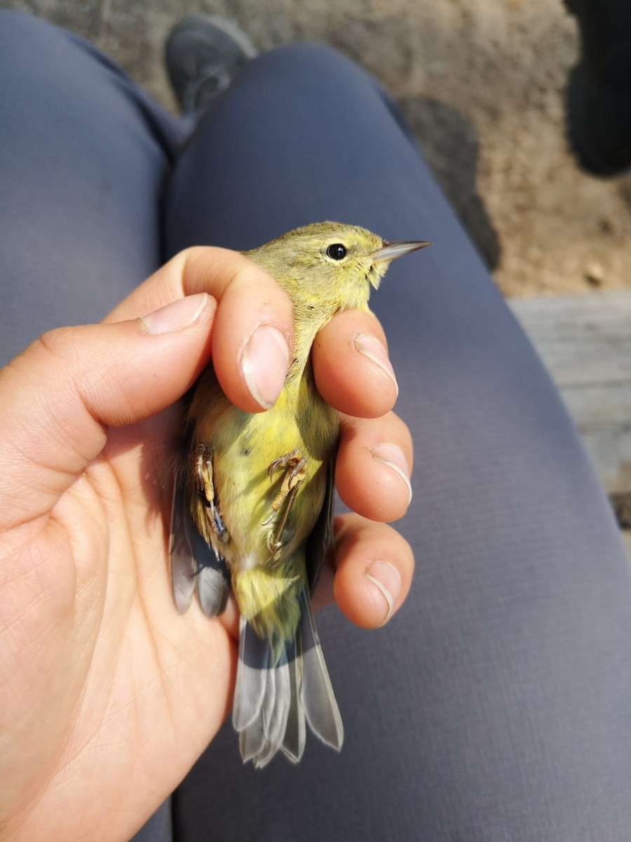 Orange-crowned Warbler - ML484395731