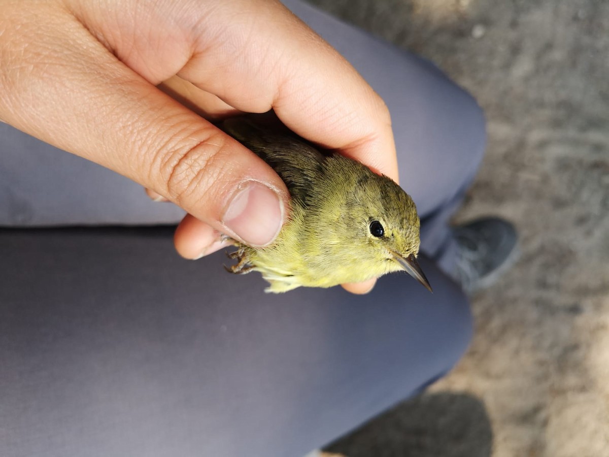 Orange-crowned Warbler - ML484395751