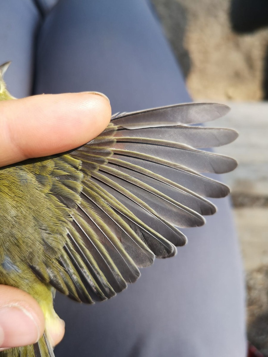 Orange-crowned Warbler - ML484395761