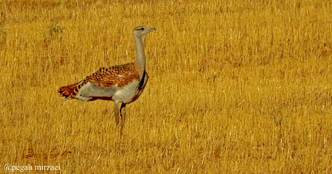 Great Bustard - ML484395991