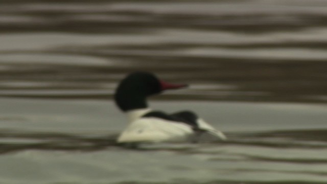 Common Merganser (North American) - ML484396