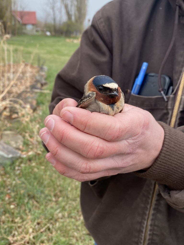 Cliff Swallow - ML484396091