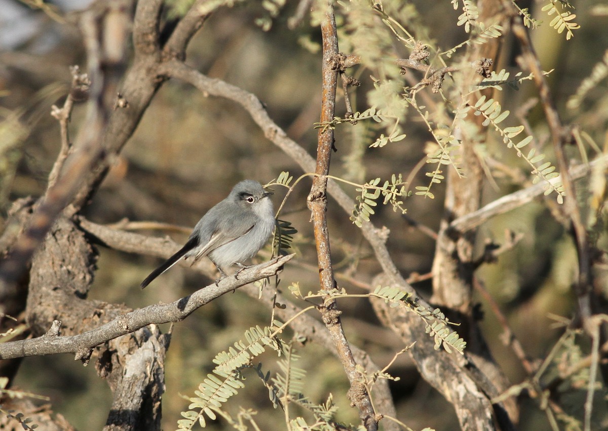 Black-tailed Gnatcatcher - ML48439621