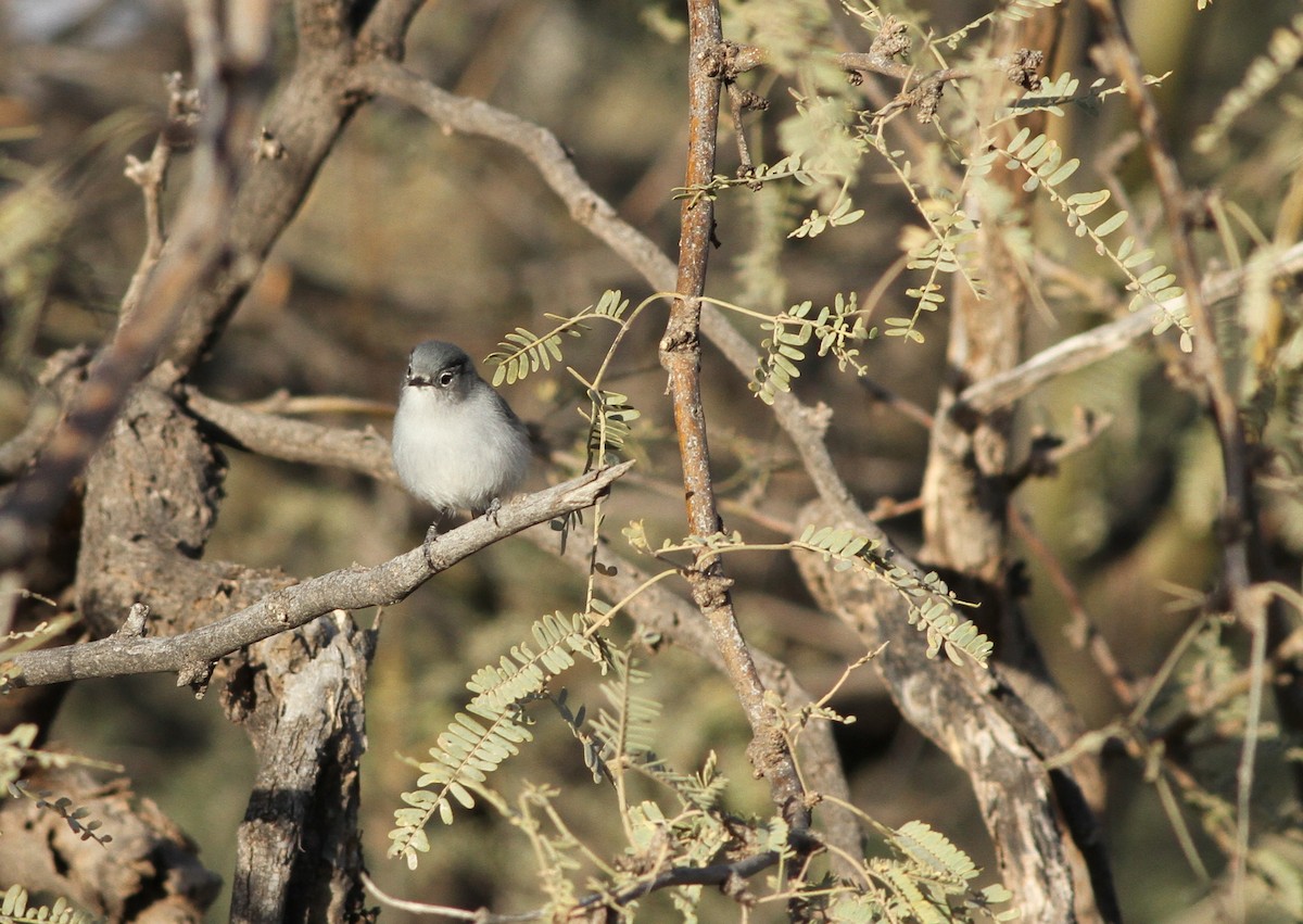 Black-tailed Gnatcatcher - ML48439631