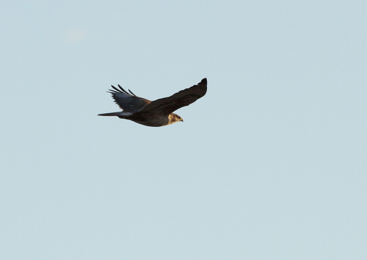 Ferruginous Hawk - ML48439641