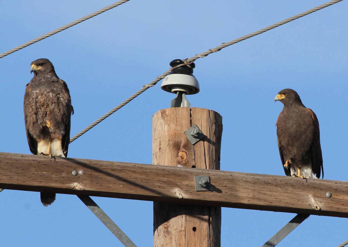 Harris's Hawk - ML48439671