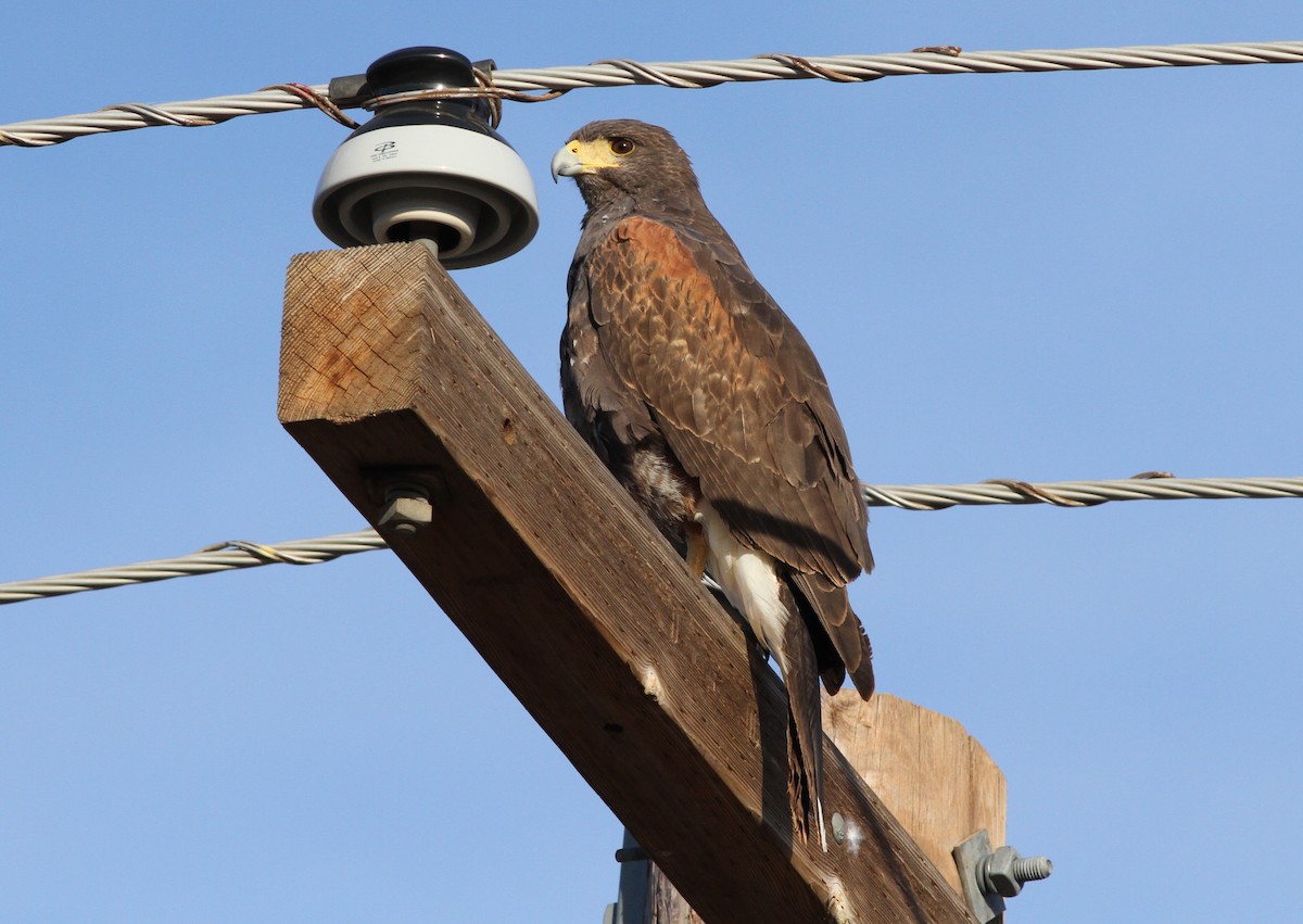 Harris's Hawk - ML48439701