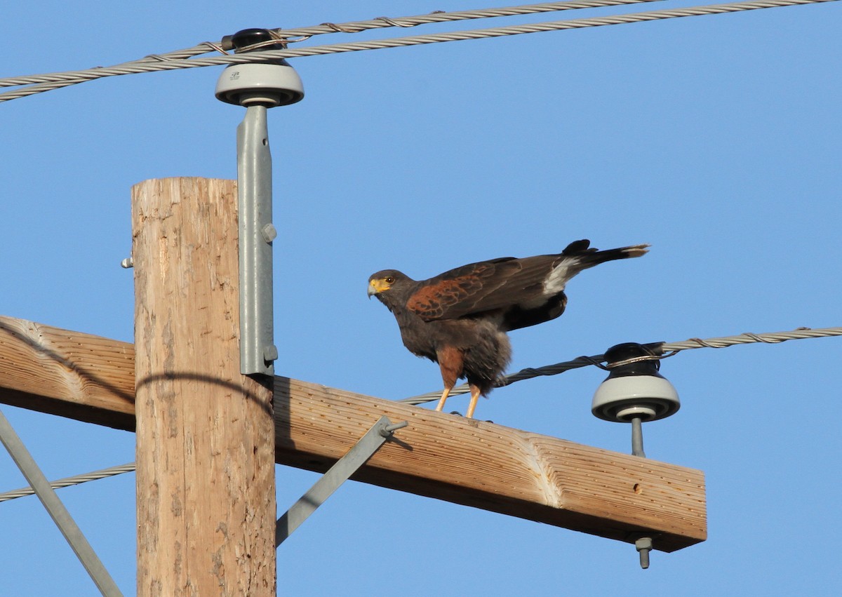 Harris's Hawk - ML48439741