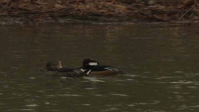 Hooded Merganser - ML484398