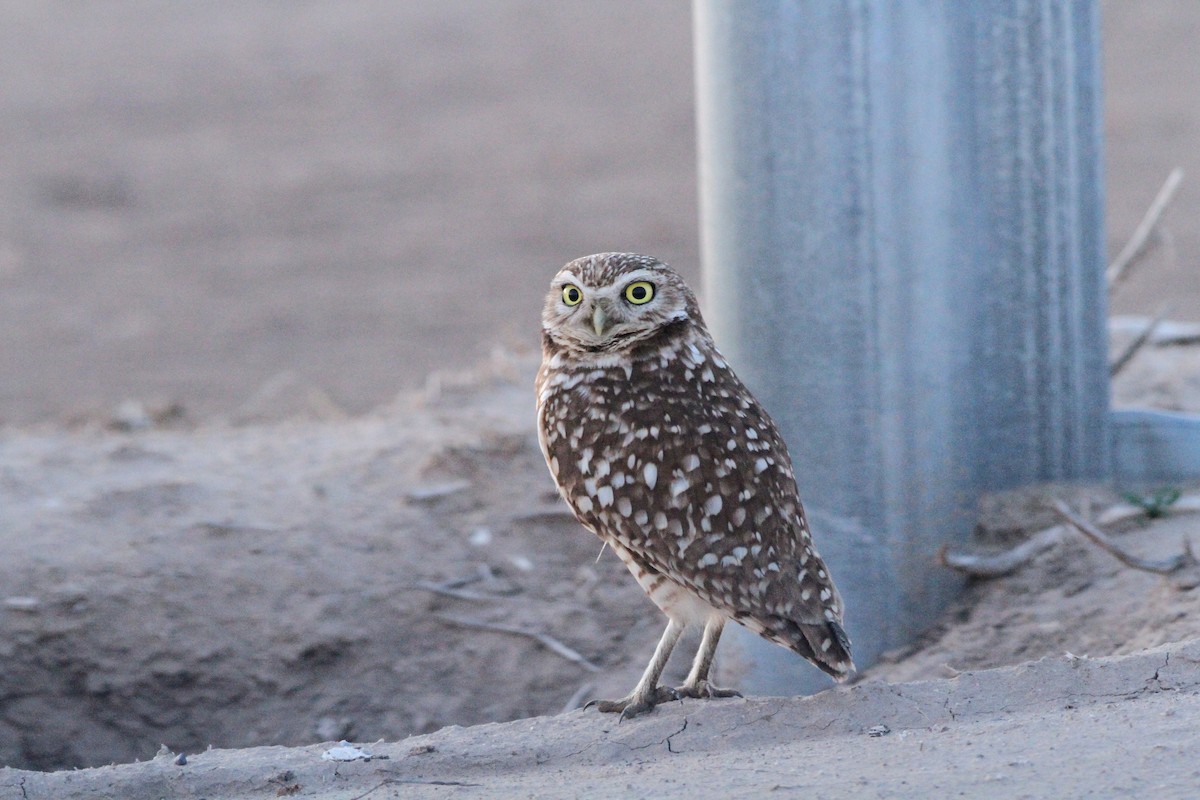 Burrowing Owl - ML48439821