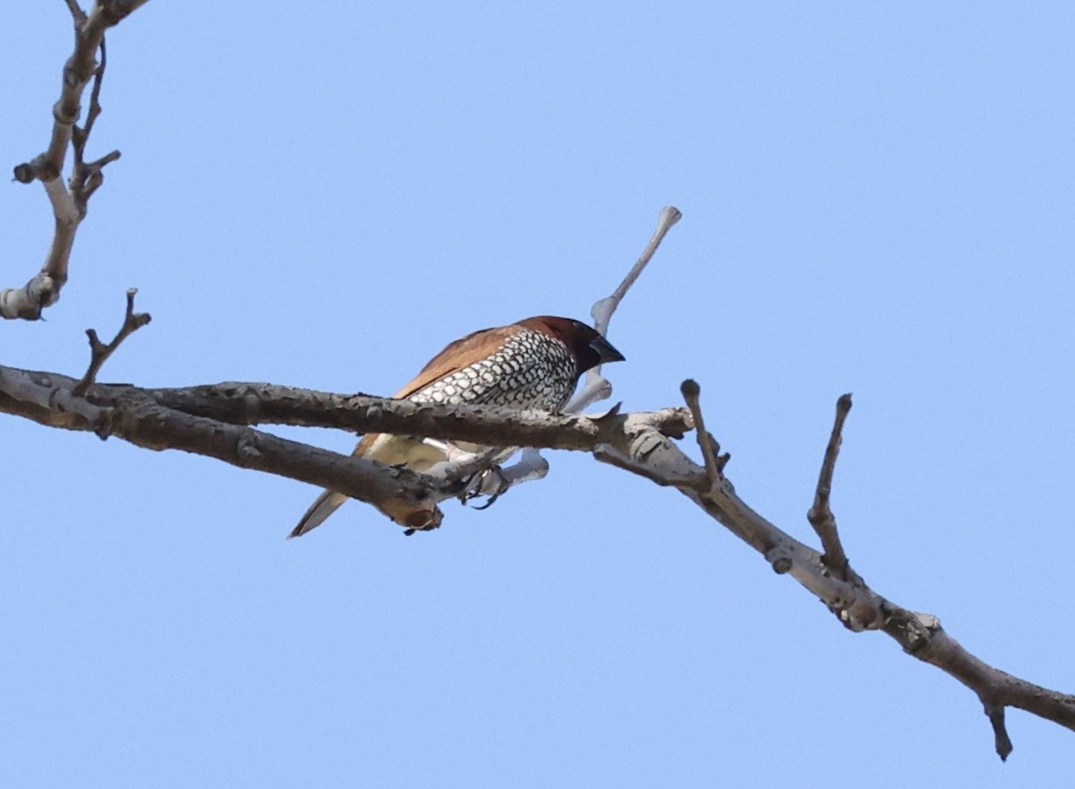 Scaly-breasted Munia - ML484398211