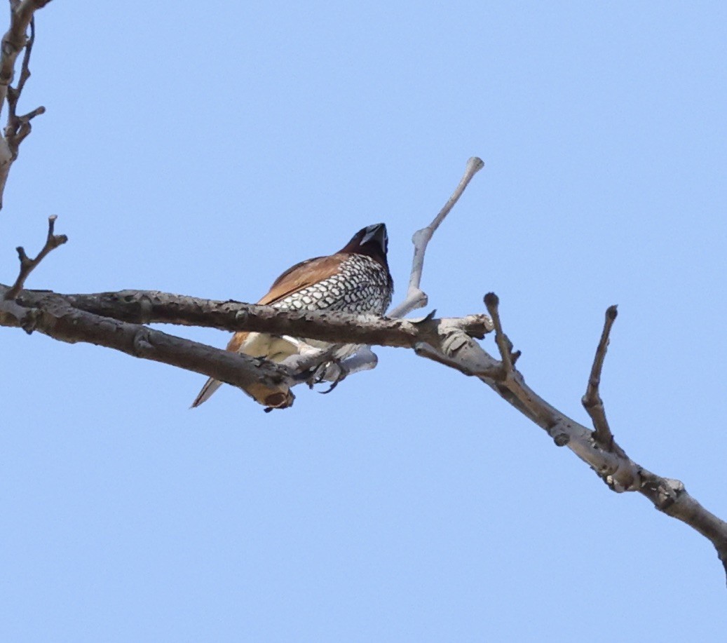 Scaly-breasted Munia - Millie and Peter Thomas