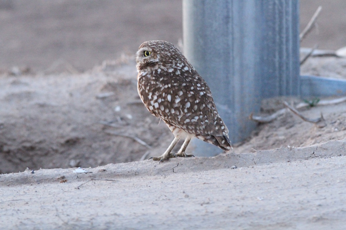 Burrowing Owl - ML48439841