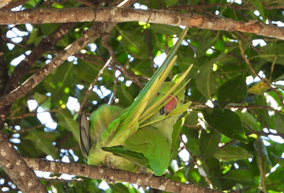 Rose-ringed Parakeet - ML484398941