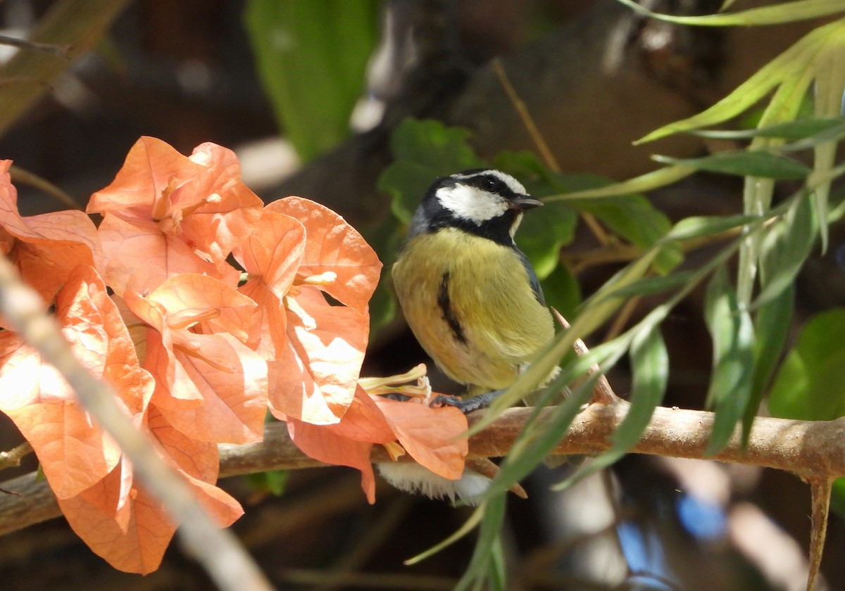 African Blue Tit - ML484398981