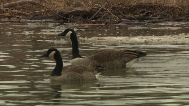 Canada Goose - ML484399