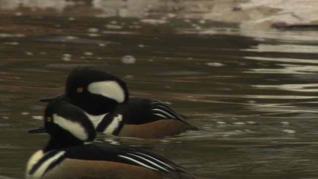 Hooded Merganser - ML484400