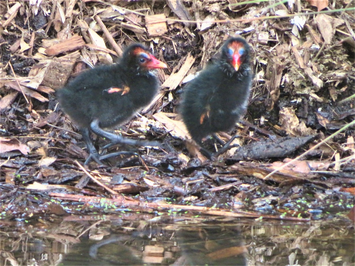 Dusky Moorhen - DJ ML