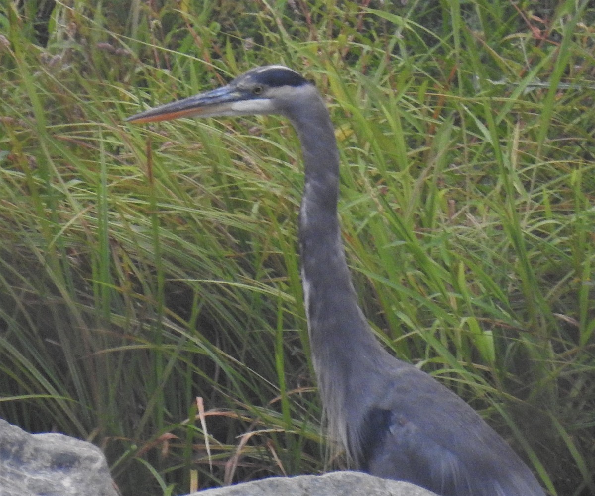 Great Blue Heron - ML484400431