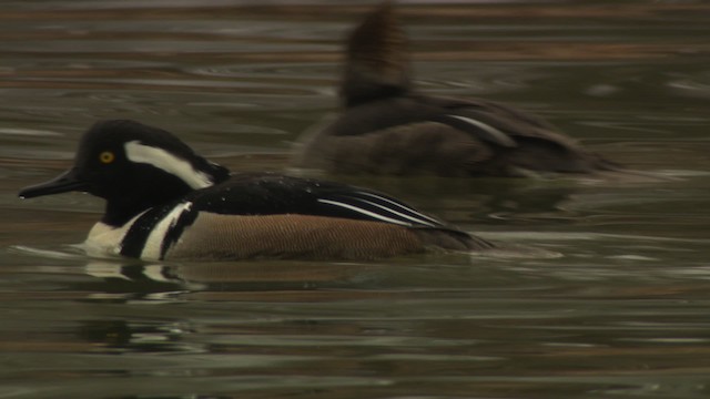 Hooded Merganser - ML484401