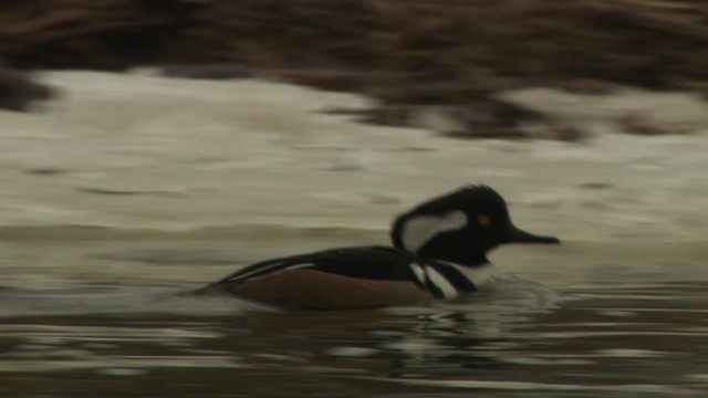 Hooded Merganser - ML484403