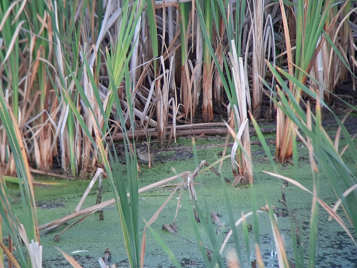 Swamp Sparrow - ML484403911