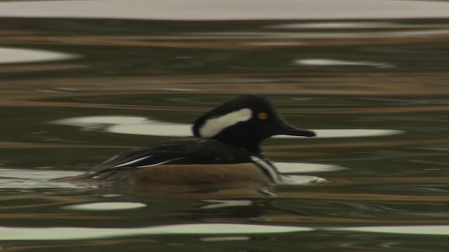 Hooded Merganser - ML484404