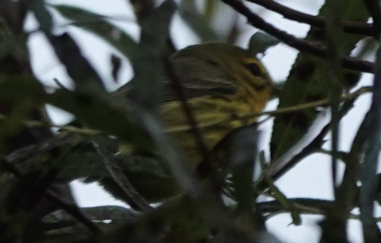 Prairie Warbler - ML484404281