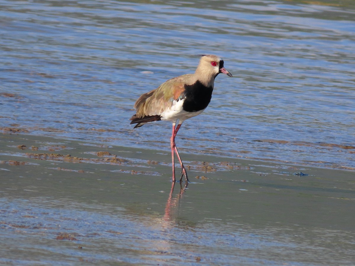 Southern Lapwing - ML484404361