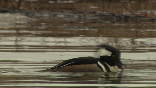 Hooded Merganser - ML484405