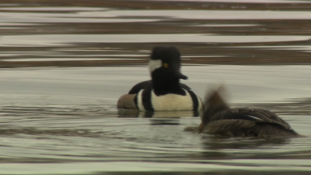 Hooded Merganser - ML484406