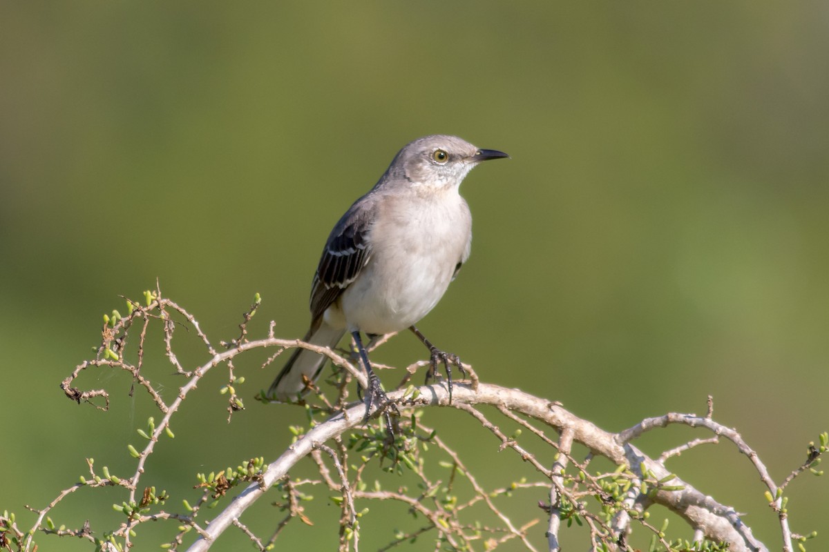 Northern Mockingbird - ML48440601