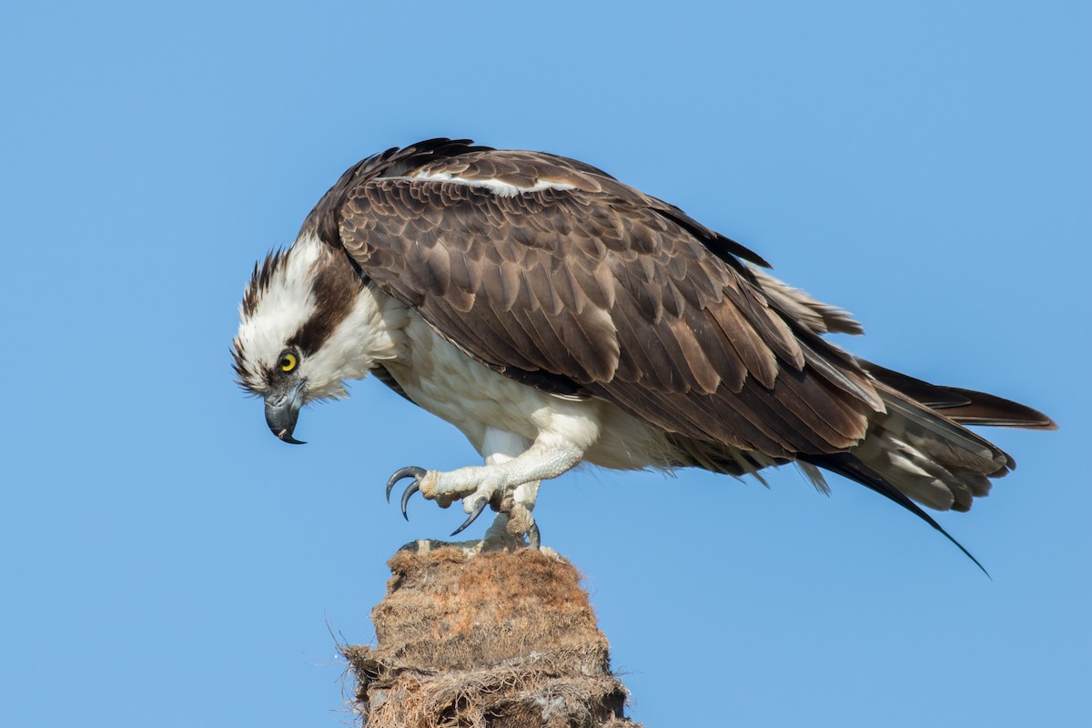 Águila Pescadora - ML48440631