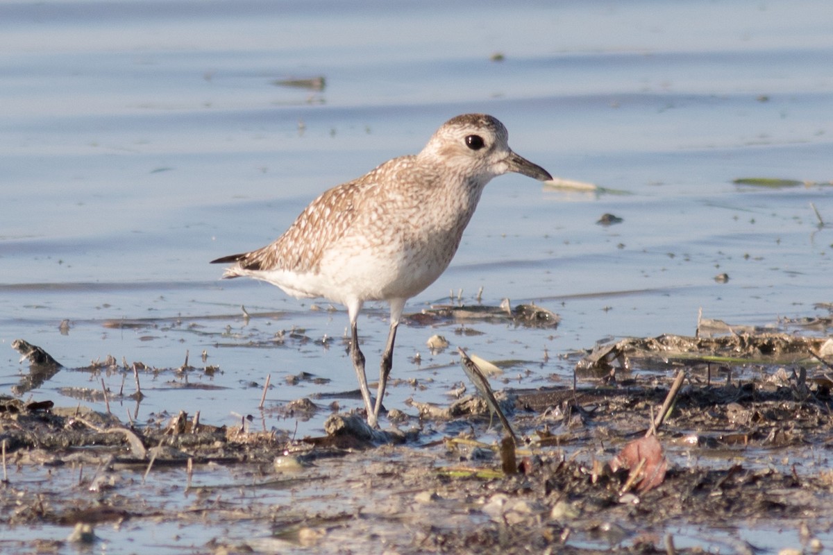 Black-bellied Plover - ML48440661