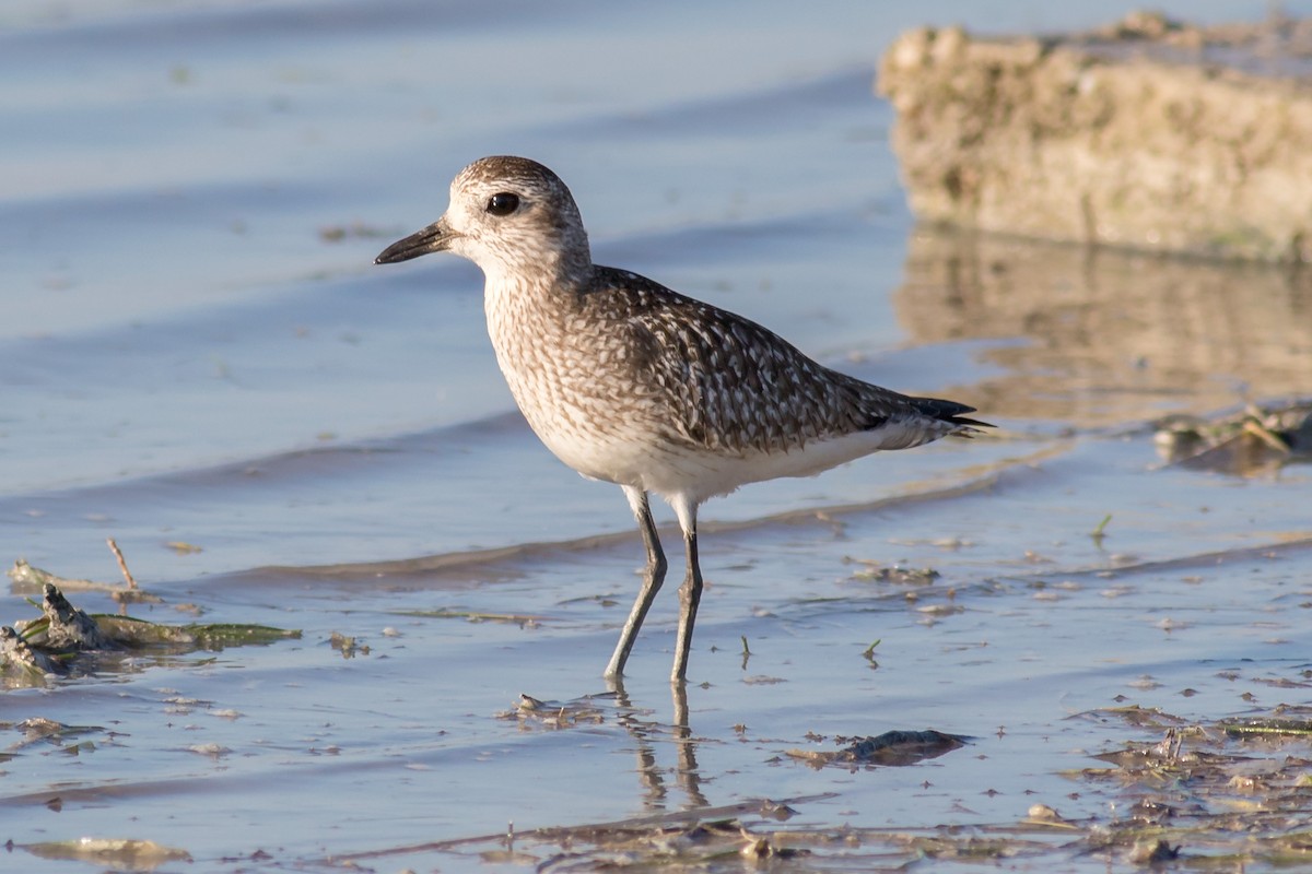 Black-bellied Plover - ML48440671