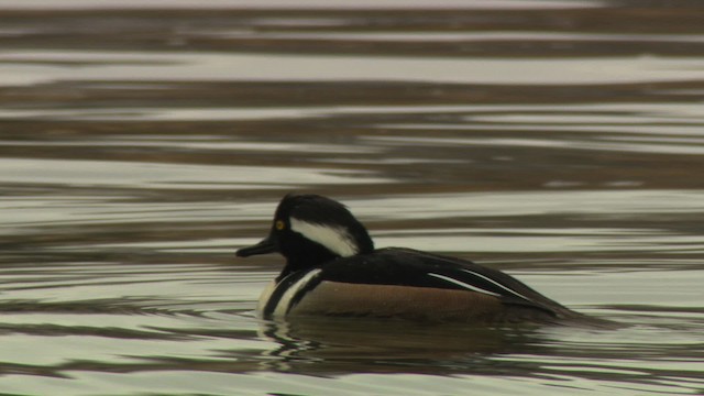 Hooded Merganser - ML484407