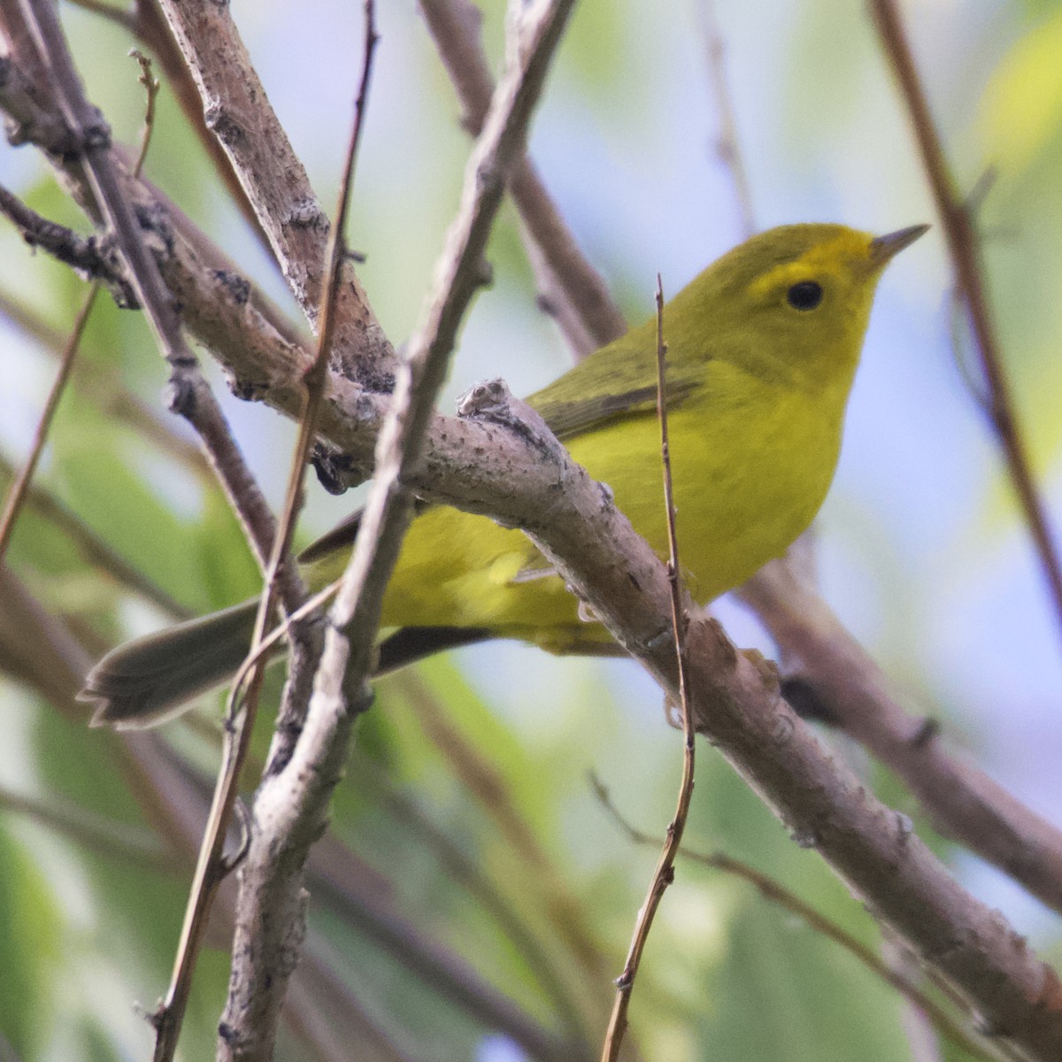 Wilson's Warbler - ML484407151