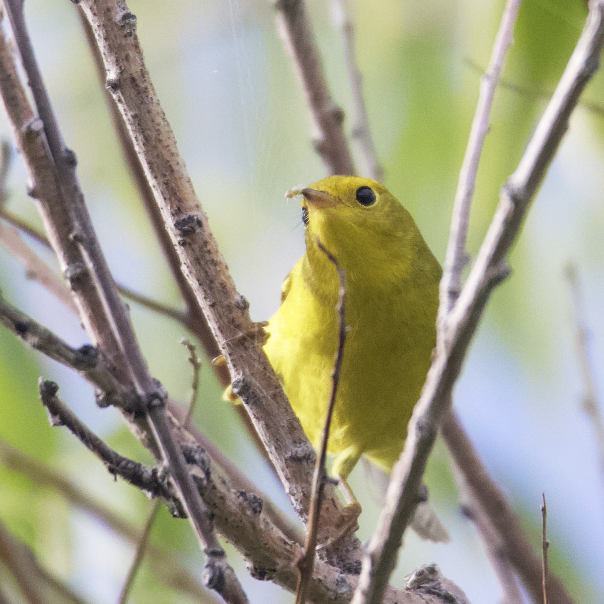 Wilson's Warbler - ML484407211