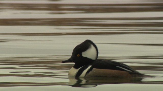 Hooded Merganser - ML484408