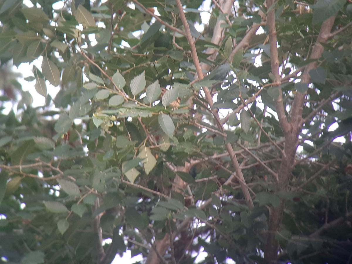 Philadelphia Vireo - Anonymous