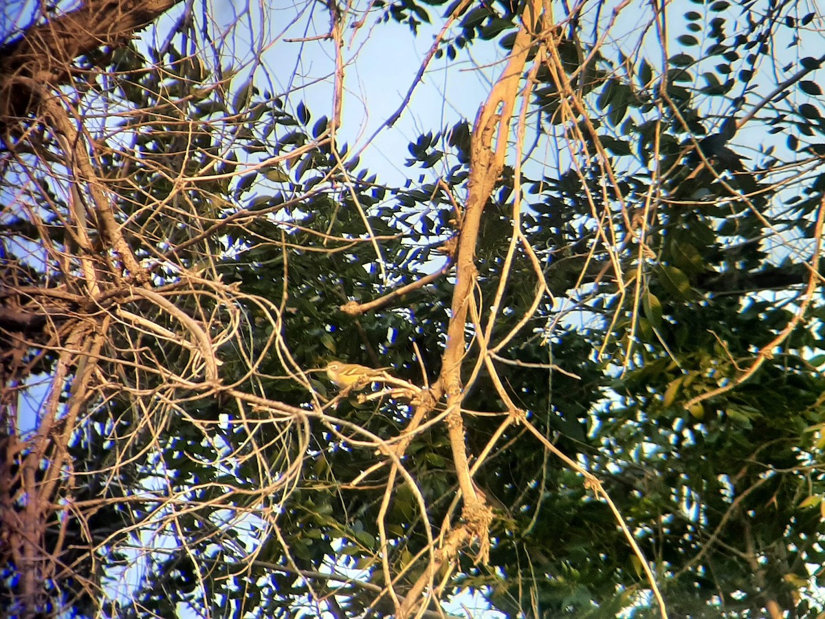 Vireo Solitario - ML484408411