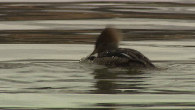 Hooded Merganser - ML484409