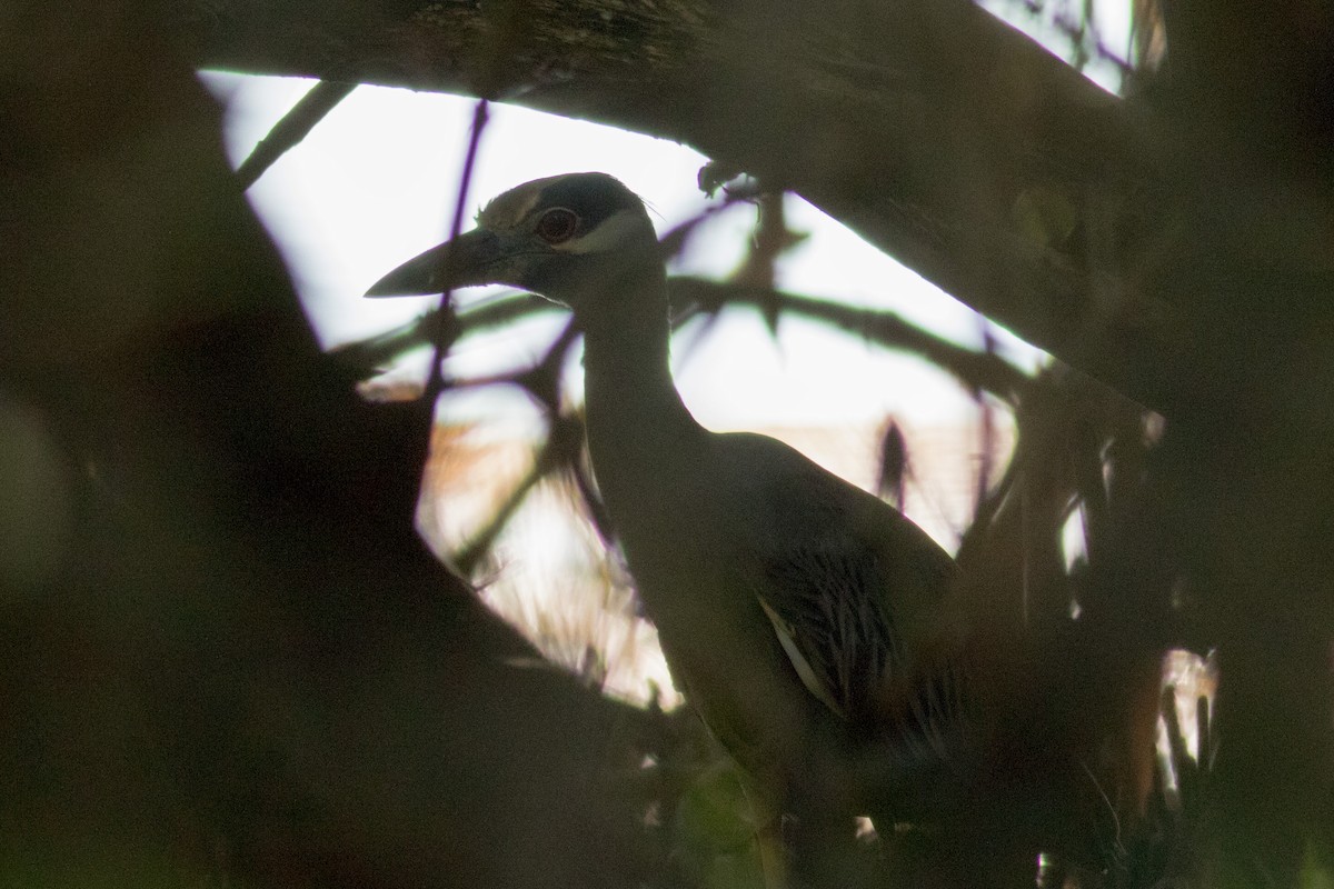 Yellow-crowned Night Heron - ML48440971