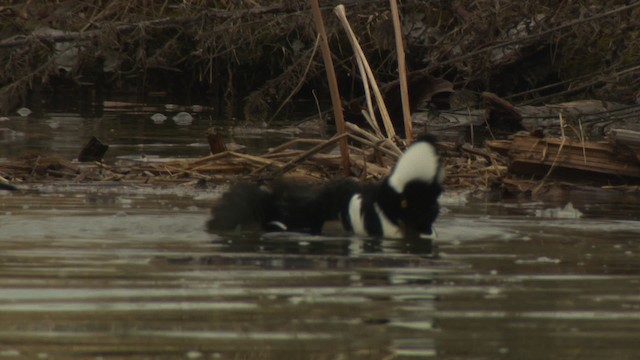 Hooded Merganser - ML484410