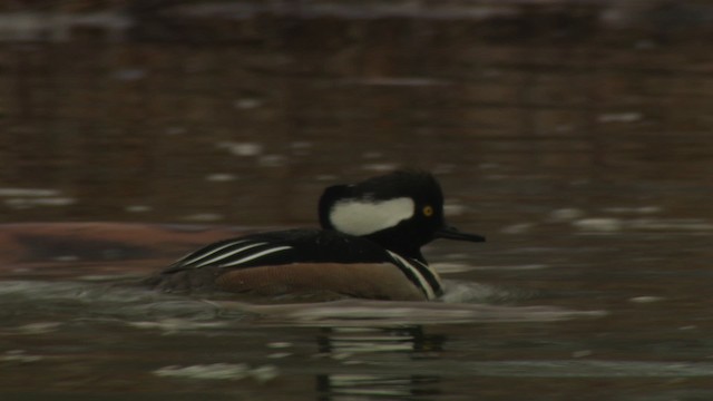 Hooded Merganser - ML484411