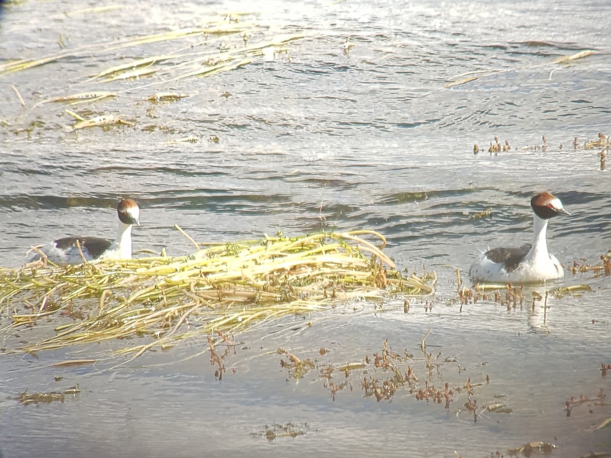 Hooded Grebe - ML484411221