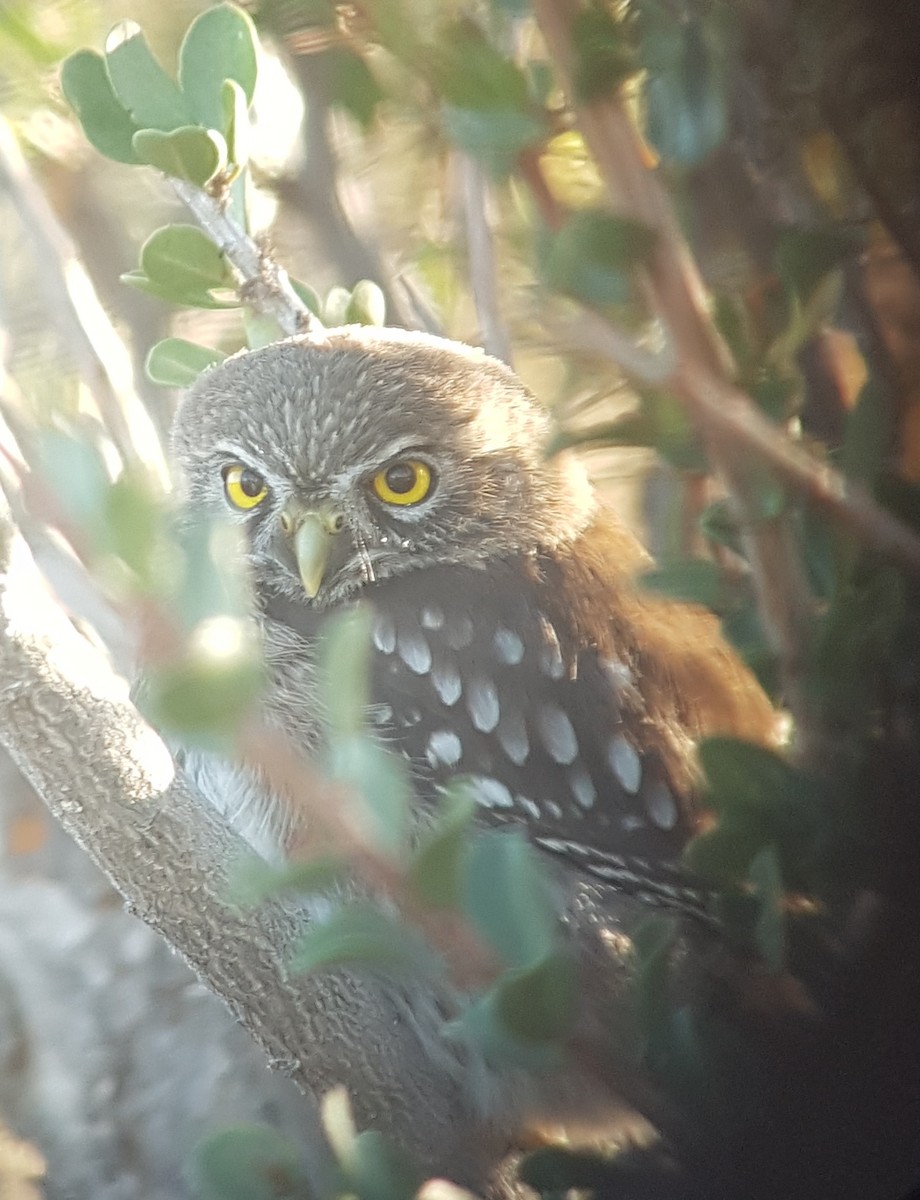 Austral Pygmy-Owl - ML484411361